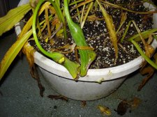 DSC00040.JPG
