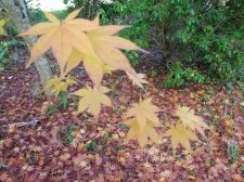 DSCN3195.jpg