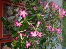 DSCN0092.jpg