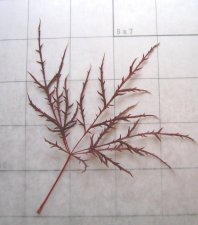 Leaf.jpg