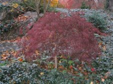 Tree.jpg