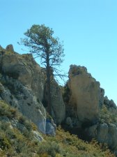 ponderosa.jpg