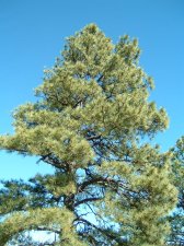 ponderosa pine.jpg