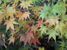 DSC05547.jpg