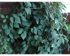 unknown vine 001.jpg