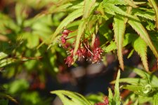 DSC_0052.jpg
