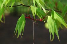 DSC_0046.jpg