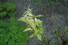 DSC_0265.jpg