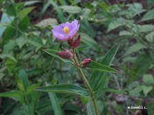 nEO_IMG_IMG_6844蚂蚁花 Osbeckia nepalensis Hook.f. .jpg