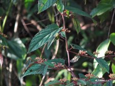 nEO_IMG_IMG_6672青紫葛.jpg