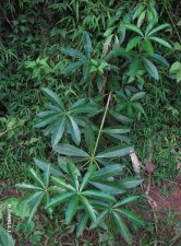 nEO_IMG_IMG_6812糖胶树.jpg