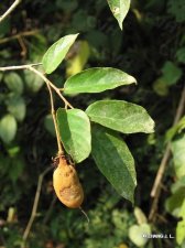 nEO_IMG_IMG_7858窄叶半枫荷.jpg