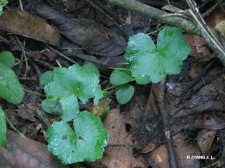 nEO_IMG_IMG_3300红马蹄草.jpg