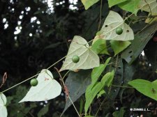 nEO_IMG_IMG_5498钮子瓜.jpg