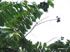nEO_IMG_IMG_5622八宝树.jpg