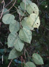 nEO_IMG_IMG_5663麻核藤.jpg