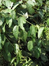 nEO_IMG_IMG_6211咀签 Gouana leptostachya.jpg