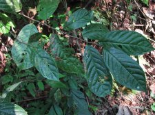 nEO_IMG_IMG_6575五月茶.jpg