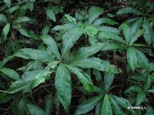 nEO_IMG_IMG_3642穿鞘花.jpg