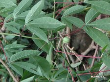 nEO_IMG_IMG_2941木薯.jpg