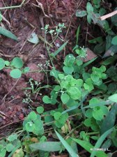 nEO_IMG_IMG_3109荷莲豆草.jpg