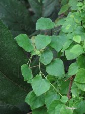 nEO_IMG_IMG_3076细圆藤.jpg