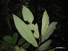 nEO_IMG_IMG_2455假广子.jpg