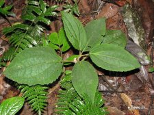 nEO_IMG_IMG_2470蜂斗草 Sonerila.jpg