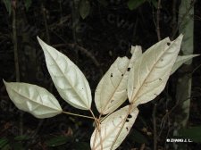 nEO_IMG_IMG_2567银背巴豆.jpg