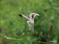 img_0022_667.jpg