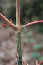 Davidii seedling 4.jpg