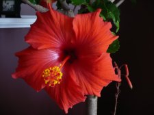 red hibiscus.jpg