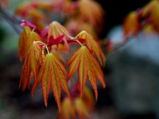 Orange-Dream-2.jpg