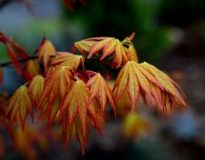 Orange-Dream-3--web.jpg