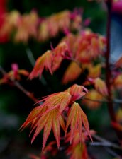 Orange-Dream-5-web.jpg