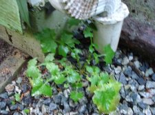 DSC00077.jpg