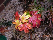 Sharp's Pygmy fall coloring.jpg
