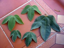 Leaves.jpg