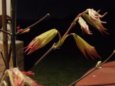 DSCF5561.jpg