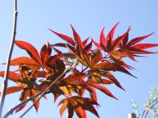 DSCF4615.jpg