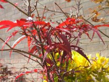 DSCF4805.jpg