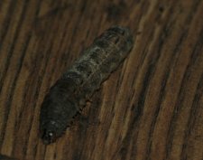 caterpiller1.jpg