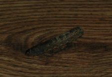 caterpiller2.jpg