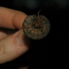 caterpiller3.jpg