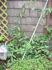 IMG_1713.jpg
