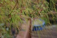 IMG_7484.jpg