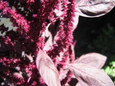 purpleunk#3.jpg