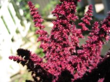 purpleunk#4.jpg