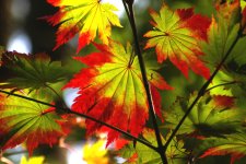 acer japonicum 1 .jpg