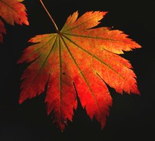 acer japonicum 2 .jpg